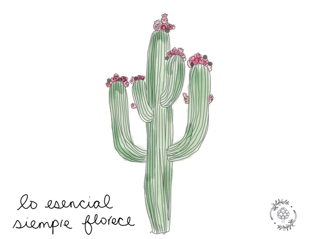 Postales - Alcachofa y Romero