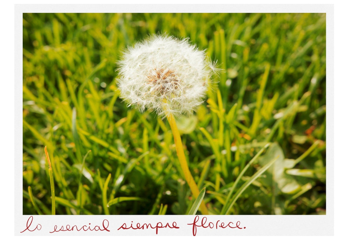 Postales - Alcachofa y Romero