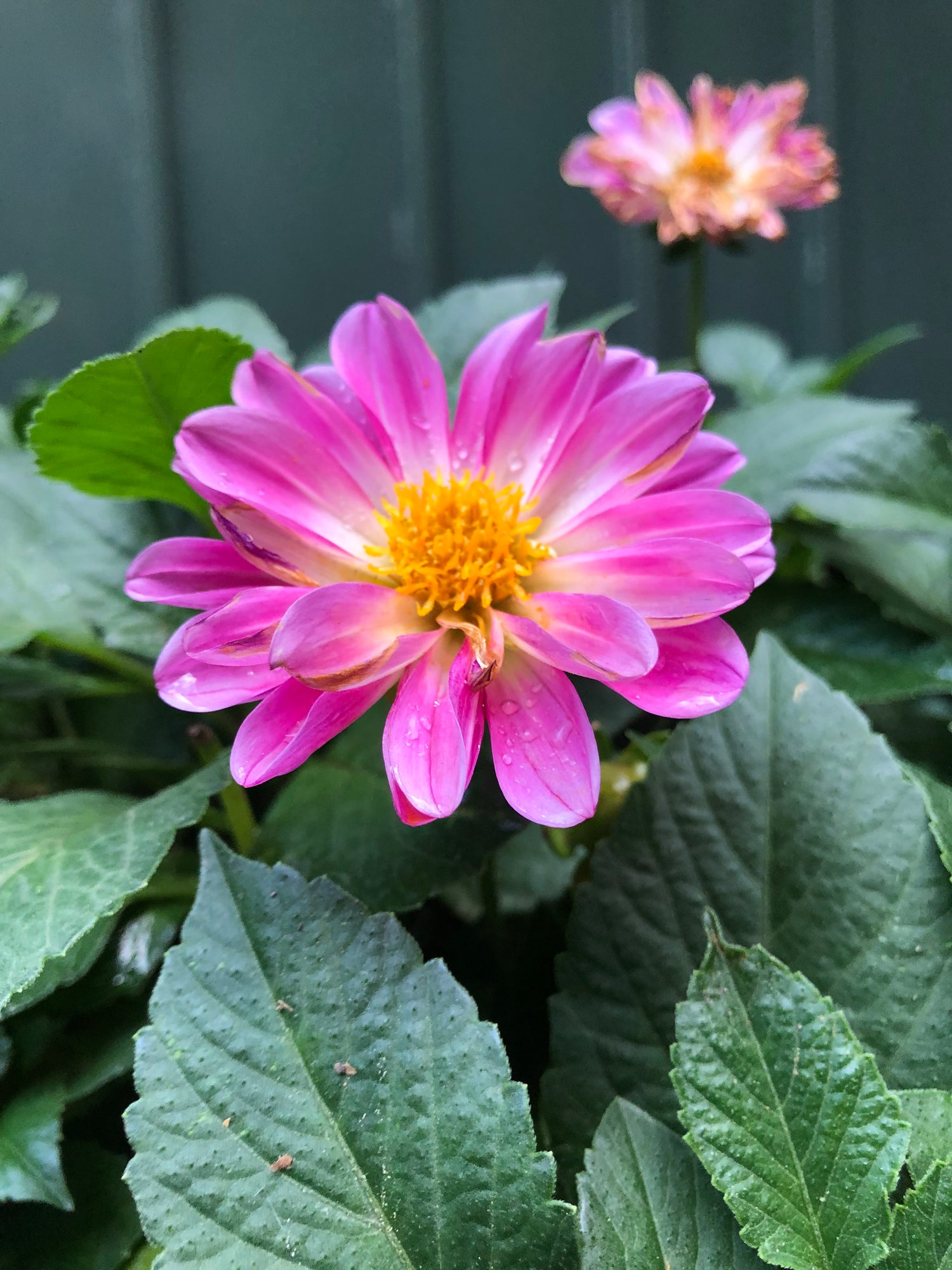 Maternar para nosotres mismes