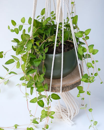 Plant classification 3 - I am Your Plant