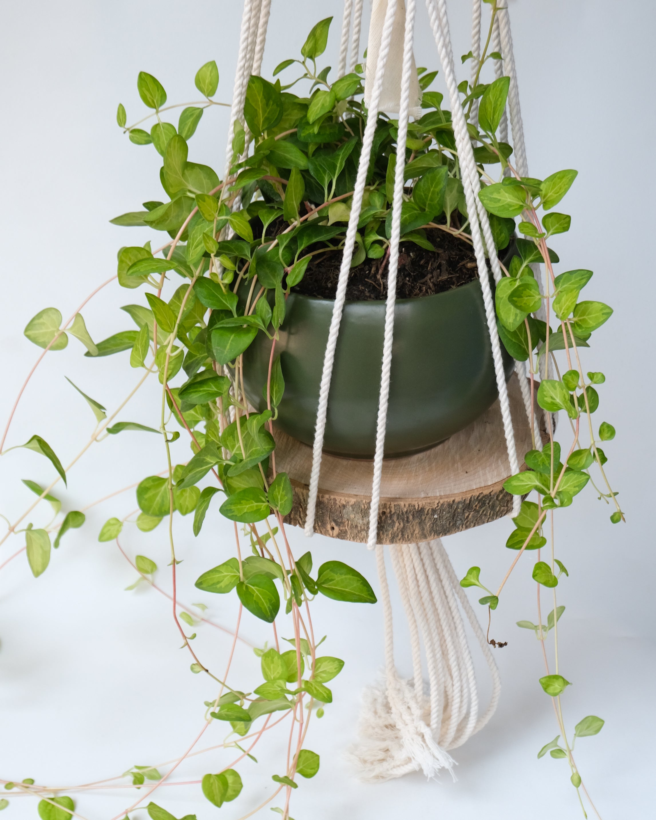 Trunk Pot Holder - Bohemian Knot