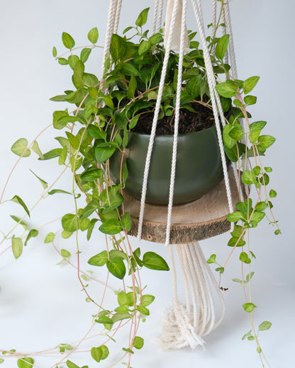 Trunk Pot Holder - Bohemian Knot